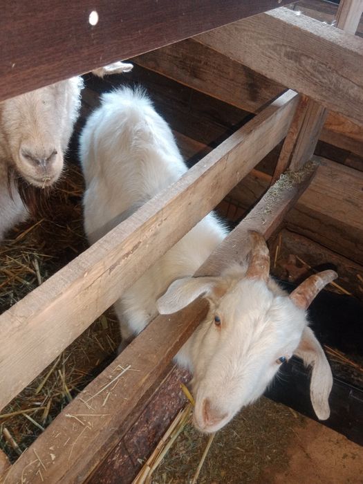 Семіз бір теке мен ешкі