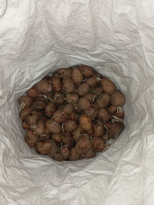 Картофель семенной сорт Радриго!!!