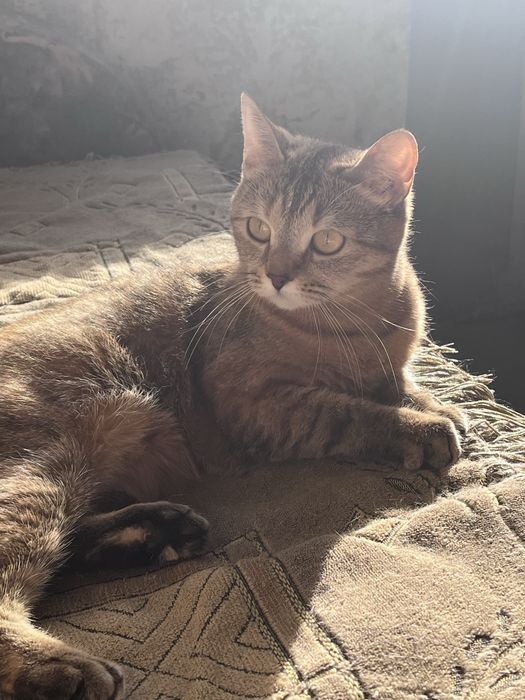 Срочно отдам кошку