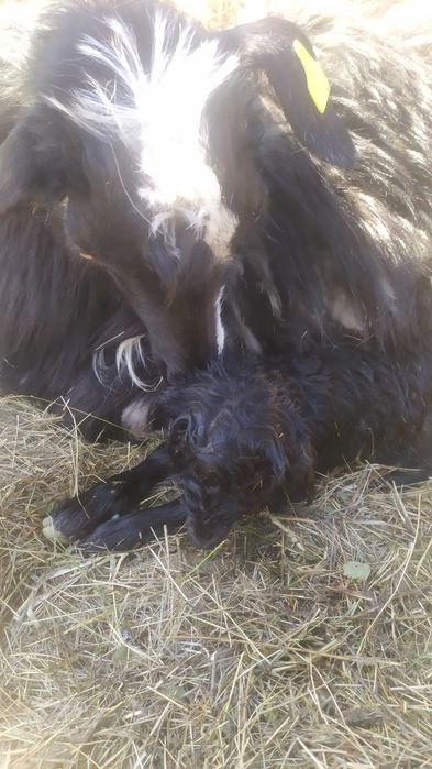 Продам козу с козленком