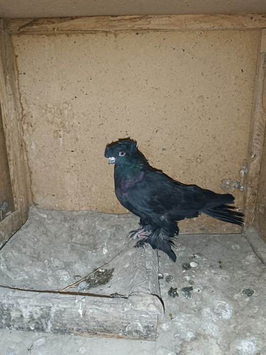 Продам жуку молодой двухчубый