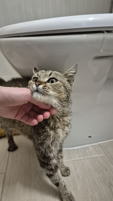 Peticel pisica blanda