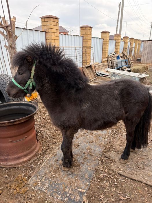 Продам пони по все вопросам