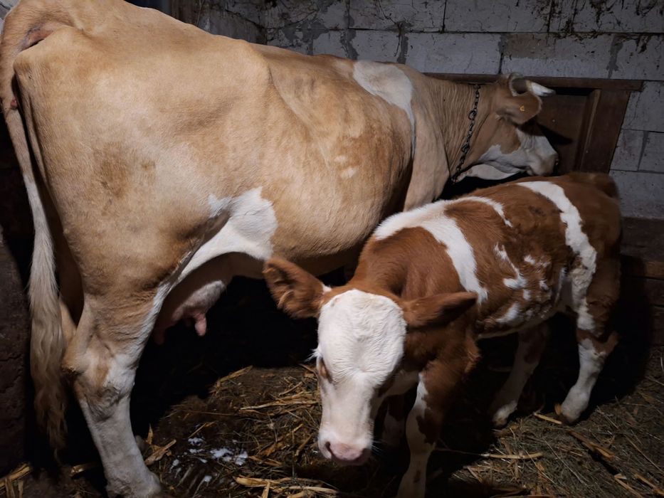 Vaca cu vitea de vanzare