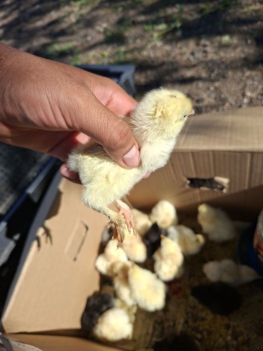 Цыплята брама на продажу