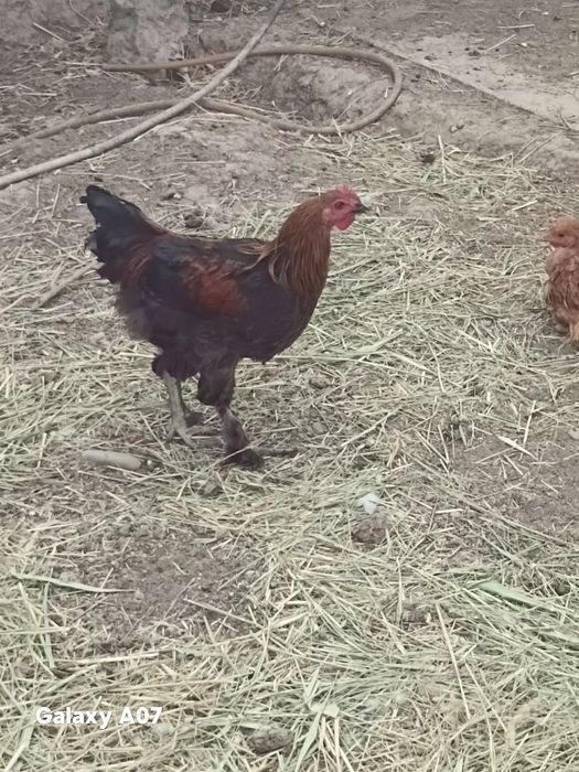 Продам петушков молодняк
