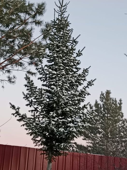 Продам пихту новогоднюю живую