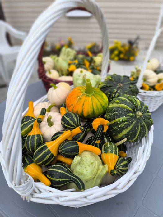 Декоративная тыква