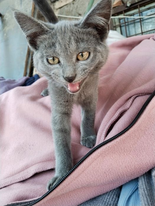 Отдаю котёнка в добрые руки!