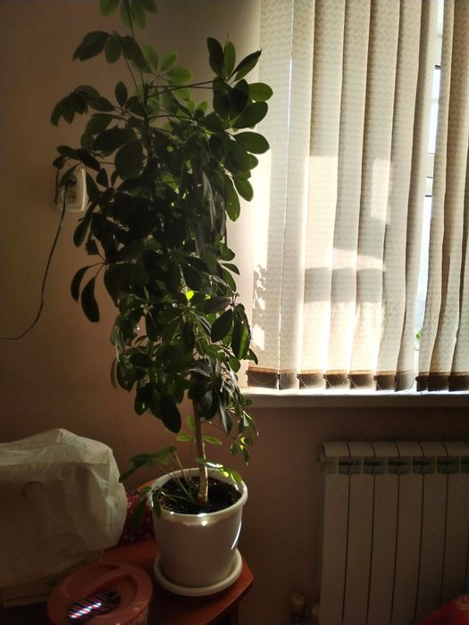 Комнатные растения