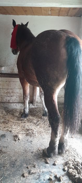 Vand manza invatata la ham