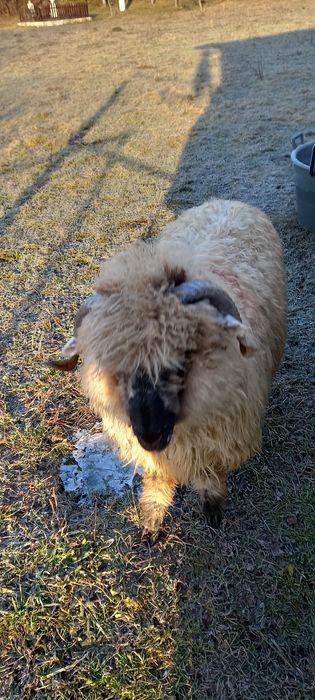 Vând berbec din primăvară