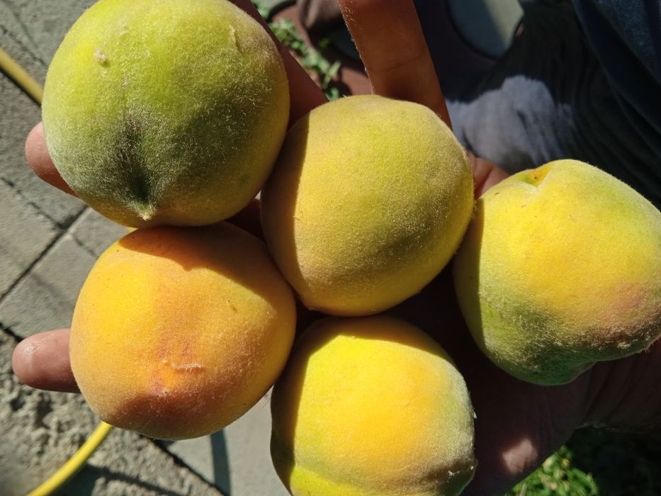 Обрезка плодовых деревьев