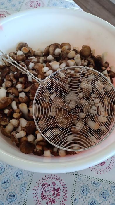 Грибы грибы грибы