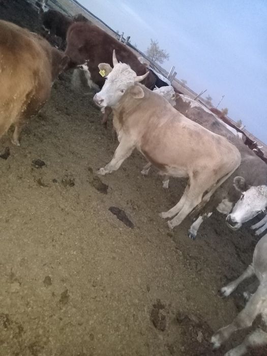 Продам бычка ,не кастрированного