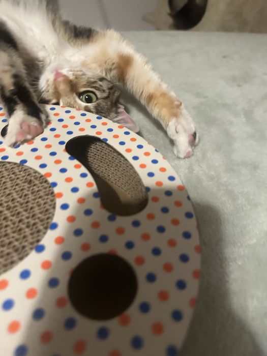 Pisicuta calico cauta casuta