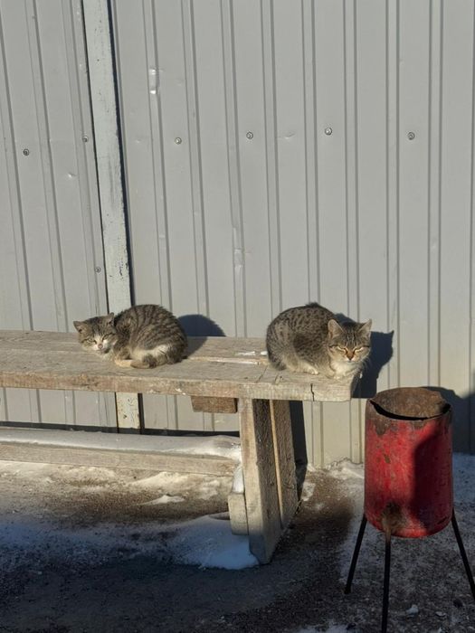 СРОЧНО! Котята в добрые руки