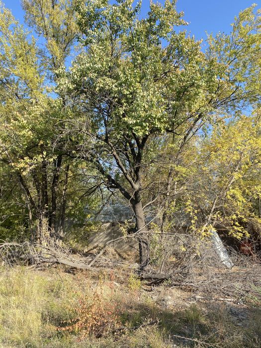 Дрова, Жетиген (Николаевка)