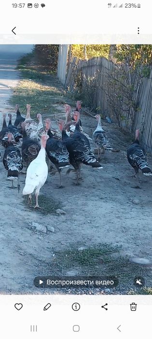 Продам индуков молодых