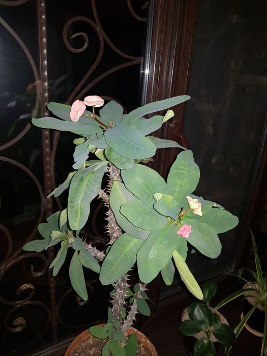 Комнатные. Растения