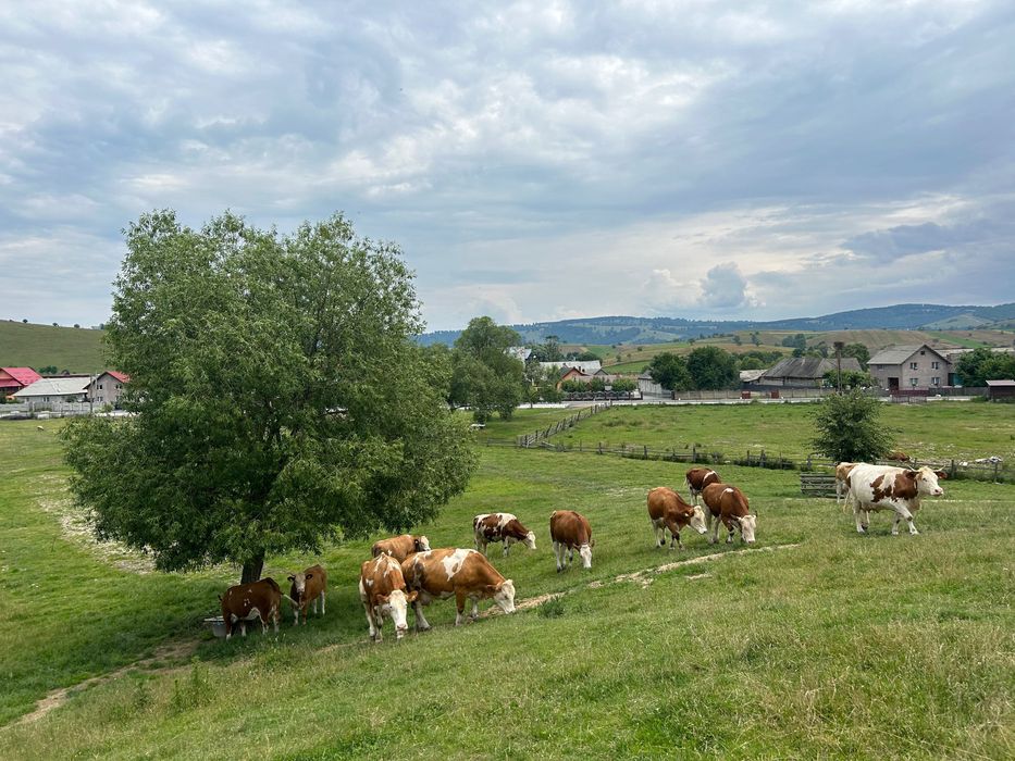 Vaci și juninci de vânzare