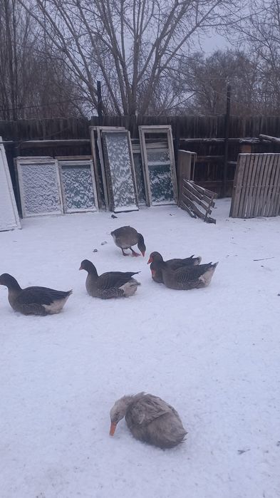 Продаются  гуси иутки