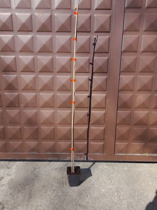 Лирово дърво-(Лириодендрон)