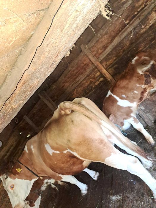 Vaca de 8 ani cu vitel