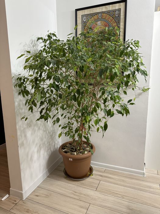 Продам фикус бенджамина