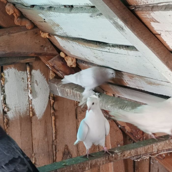 Продам голубей голубок разных