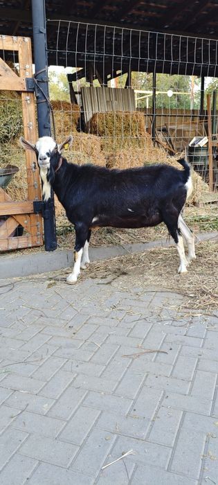 Продам ЧП Альпийского козла.