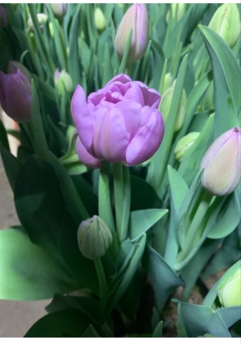 Тюльпаны только  оптом