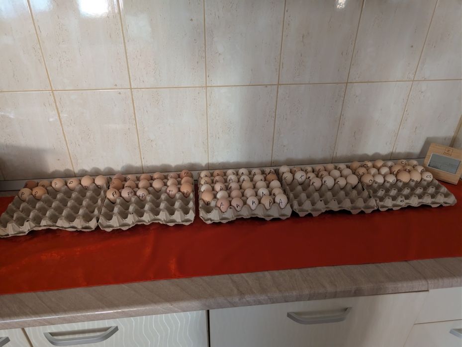 Oua de incubat diferite rase