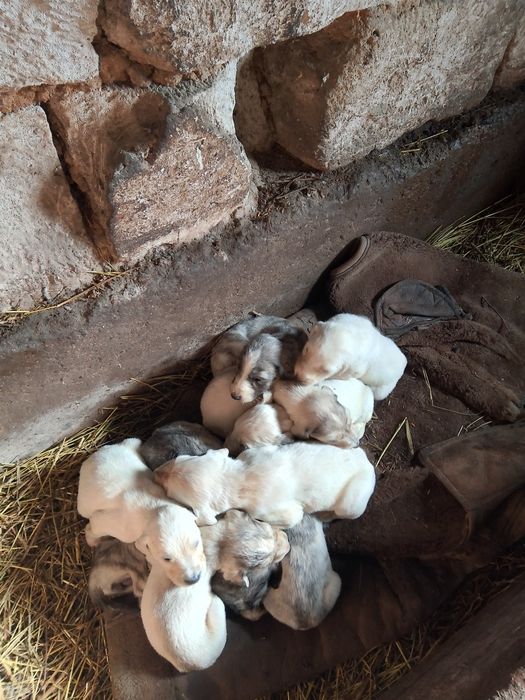 Тазы күшіктері сатылады