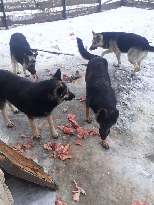 Собака Вео овчарка