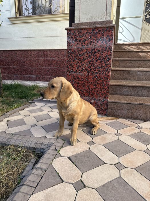 Продаются щенокк