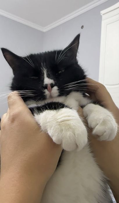 Отдам даром котенка