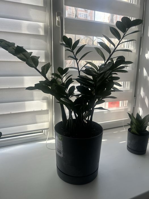 Уход за комнатами растениями