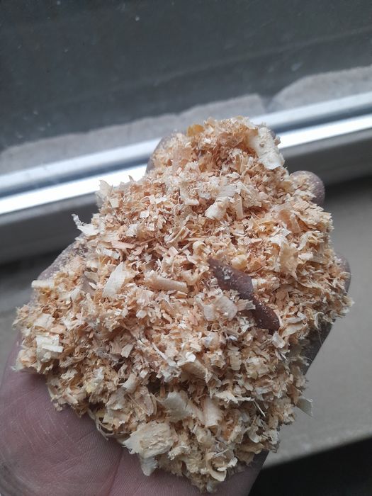 Продам опилки сухие