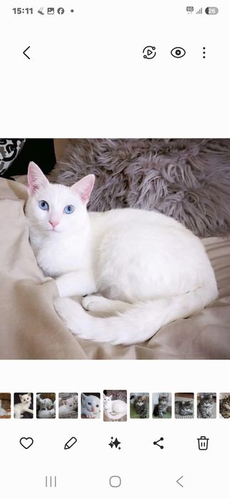 Шикарные Кельтские котята!