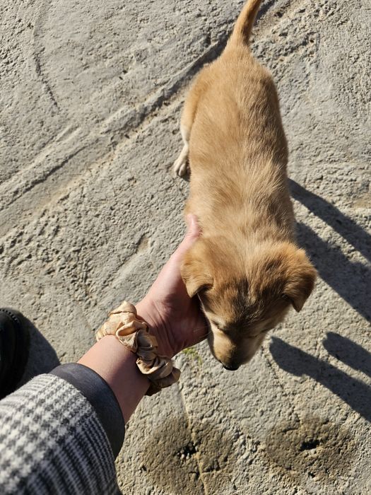 Ченок мальчик собачка