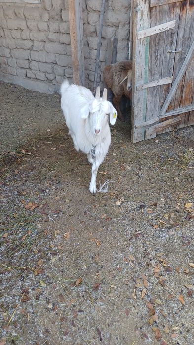 Продам козу     .