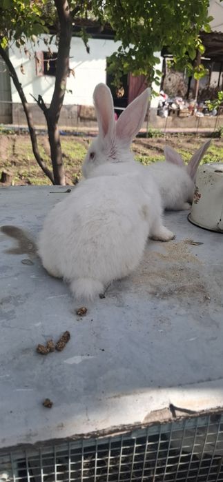 В продаже крольчата