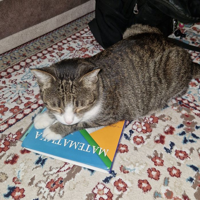 Отдам кошку в хорошие руки