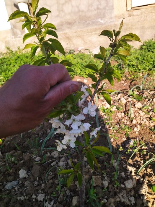 Barcha turdagi mevali va uzum koʻchatlari bor