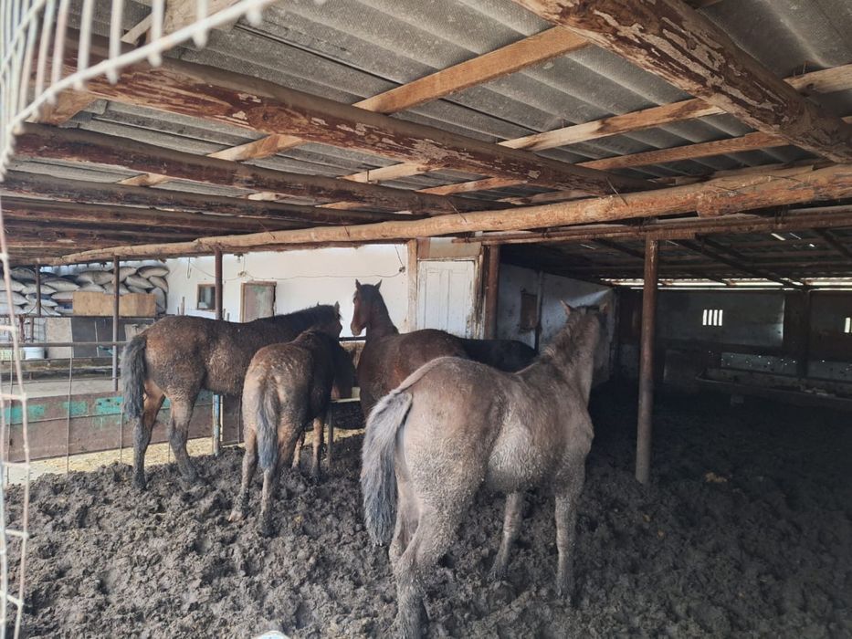 Продам лошодей полторашки