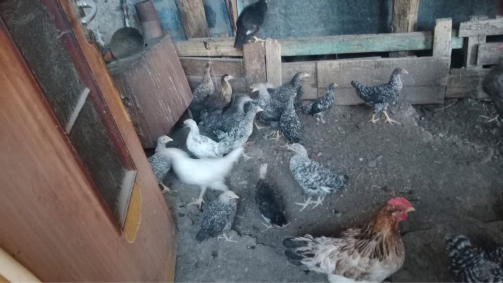 Домашние куры продам