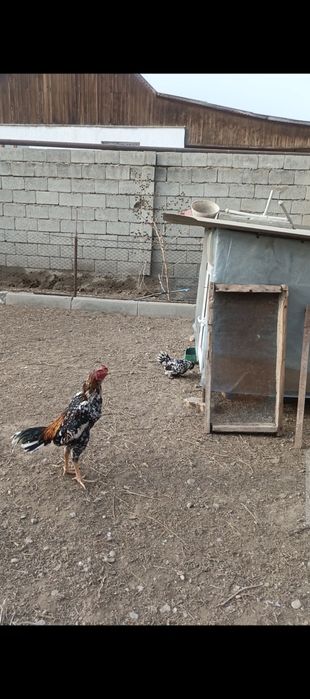 Продам молодого бойцового петушка