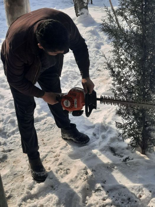 Lanshad dizayn abrezka mevali daraxtlar