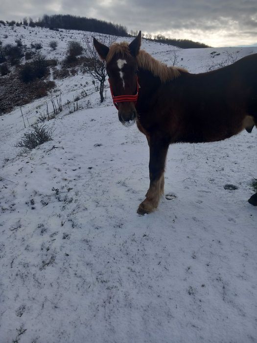 Vand mânz de 8 luni.